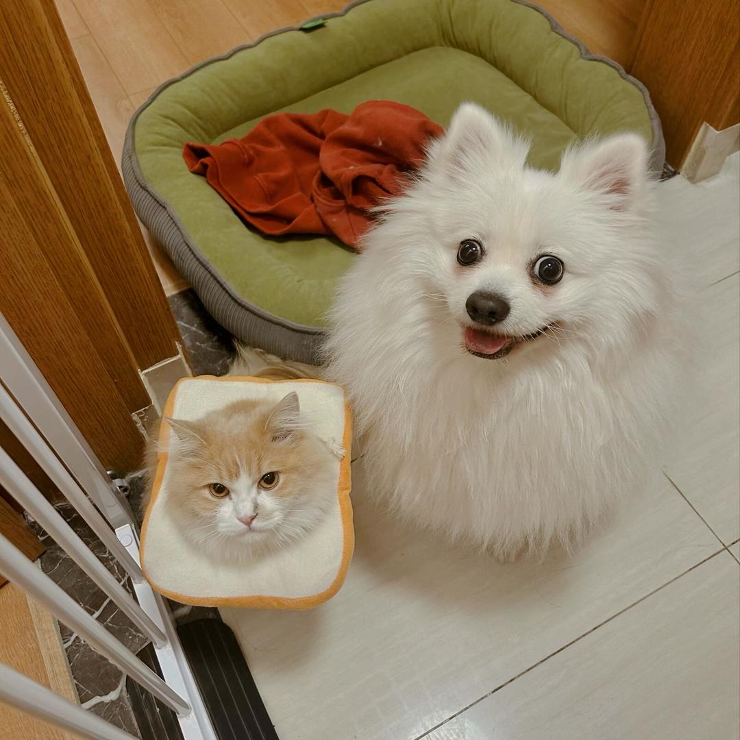 狗哥和猫妹儿