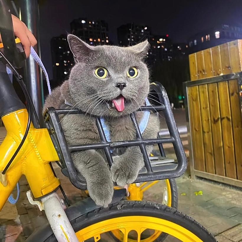 圆脸不圆.