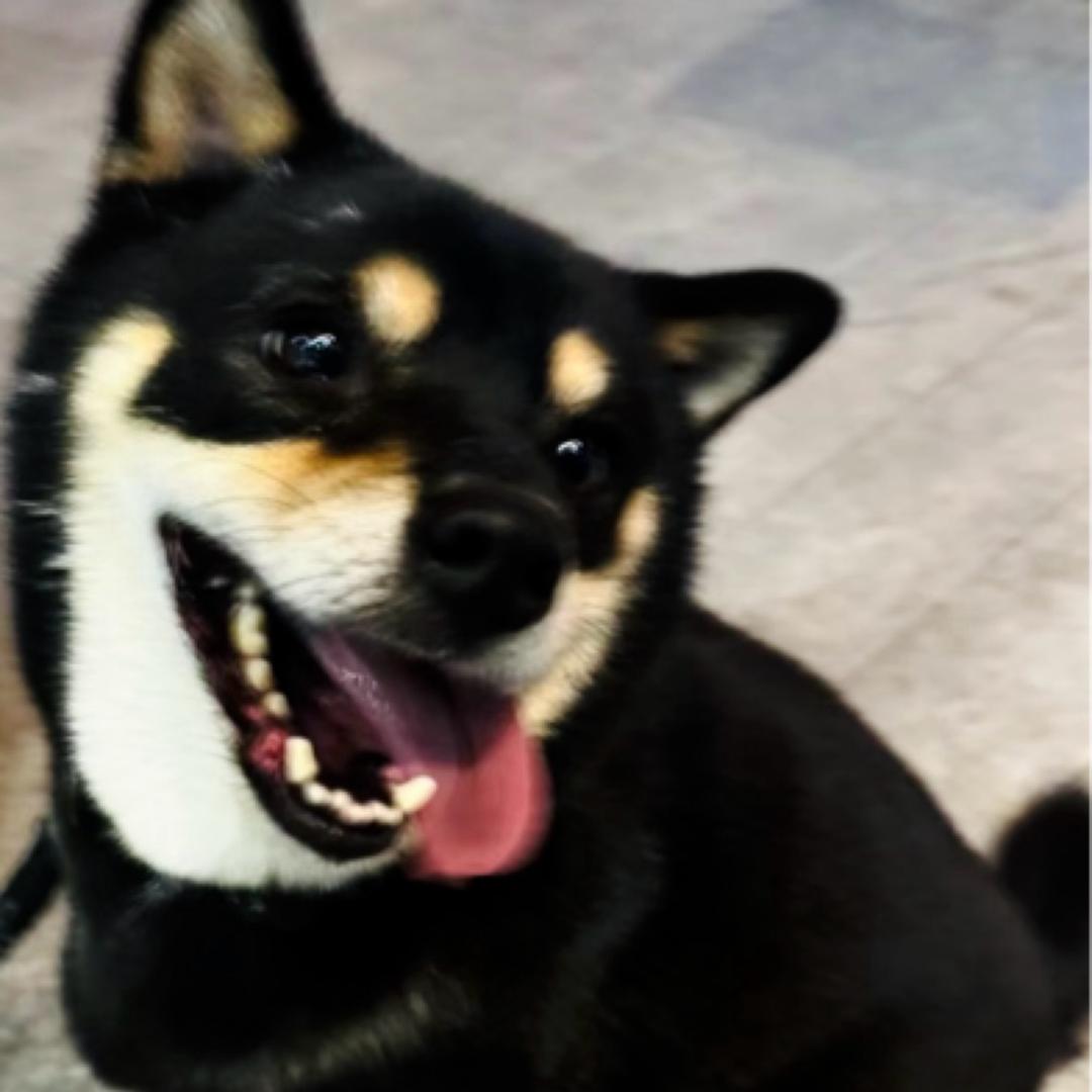 呵呵🙃头像