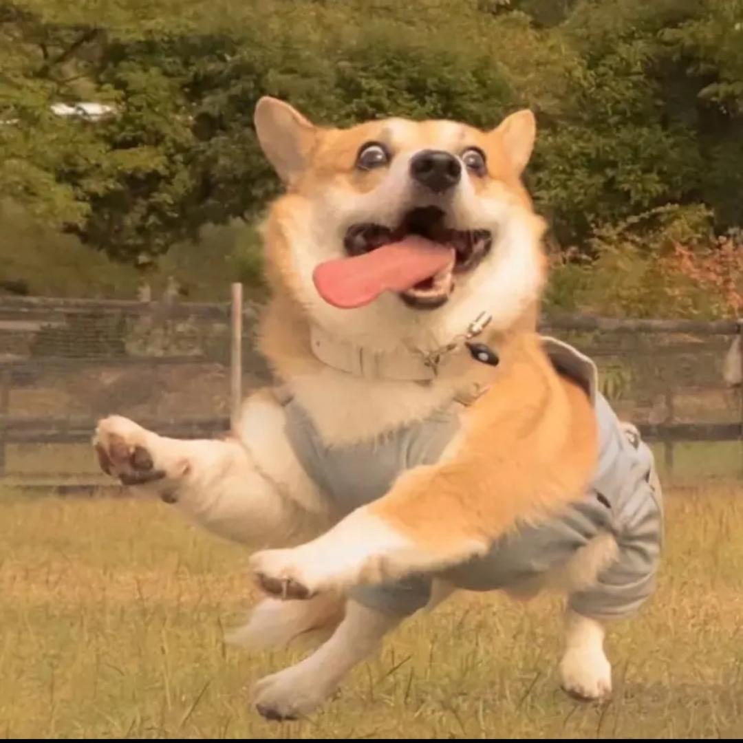 和猫同居