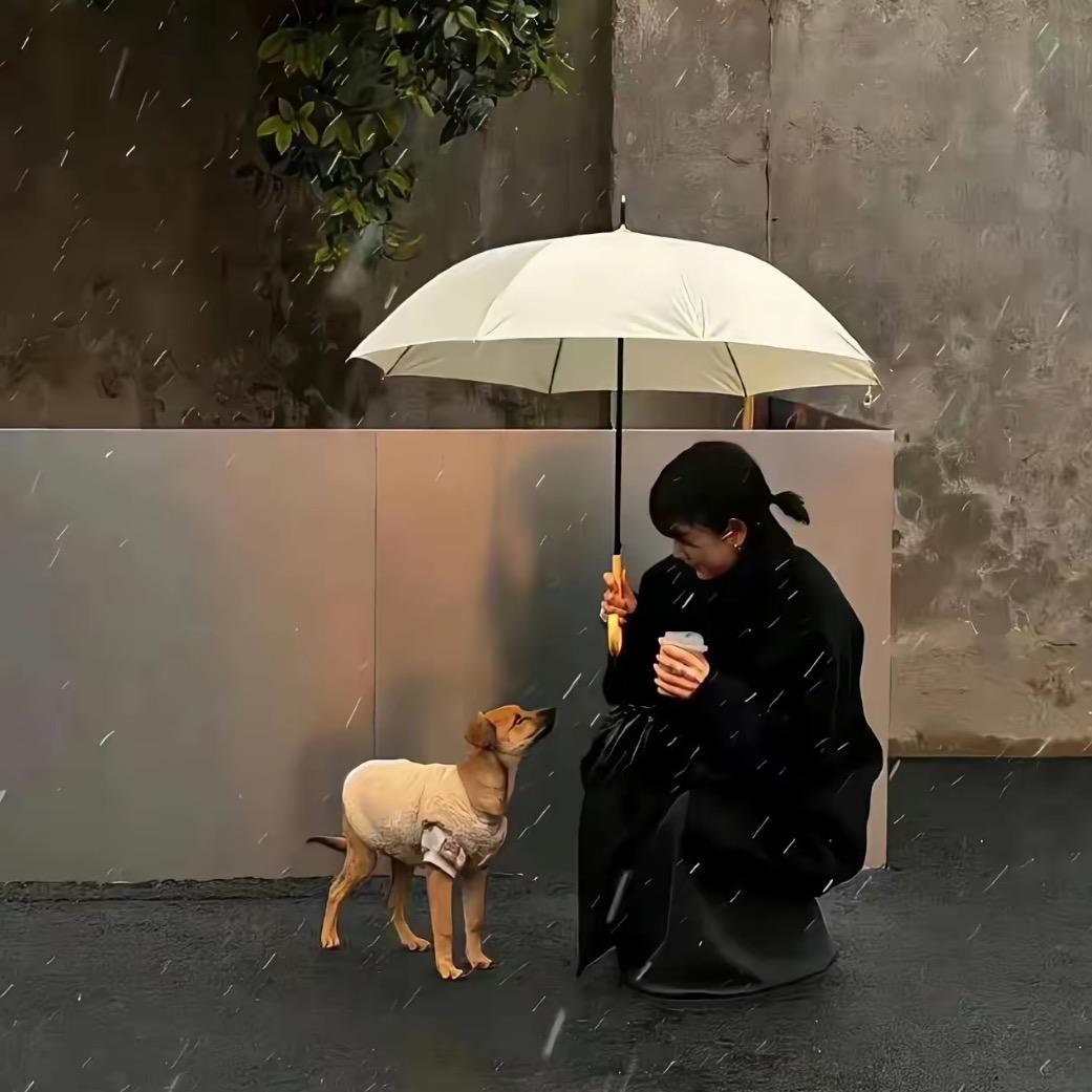 妙脆脆脆脆鲨