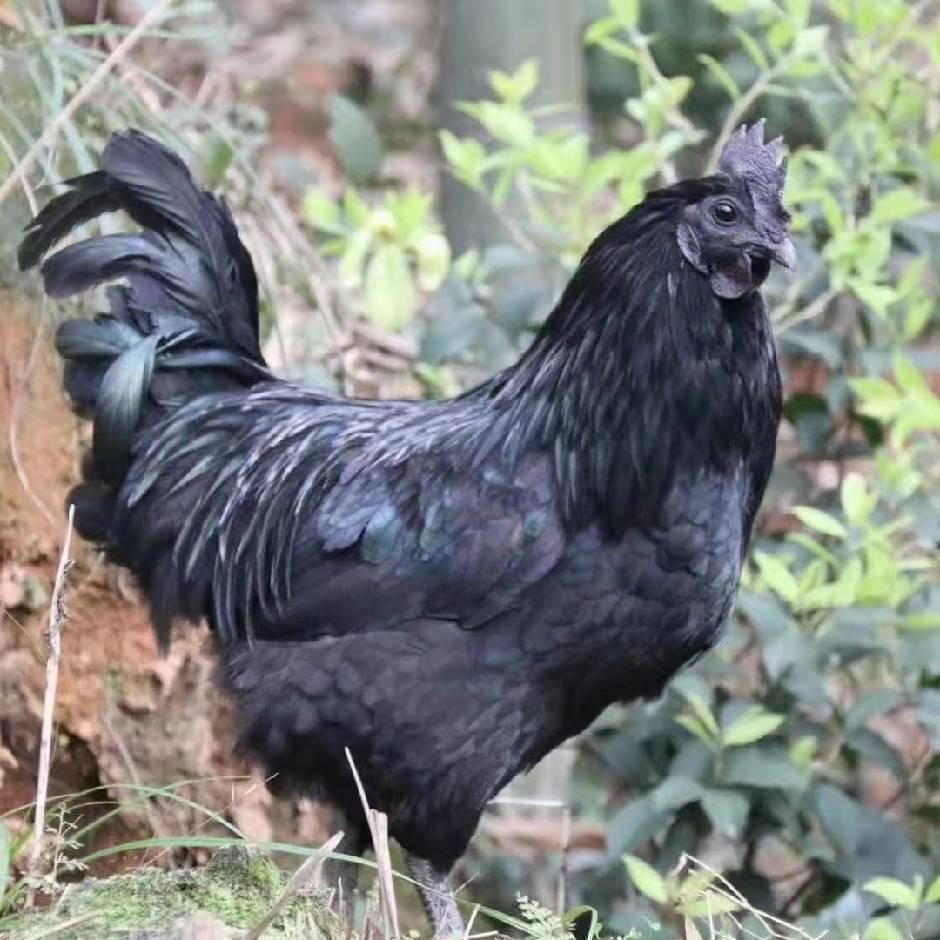 东妈19127016128
