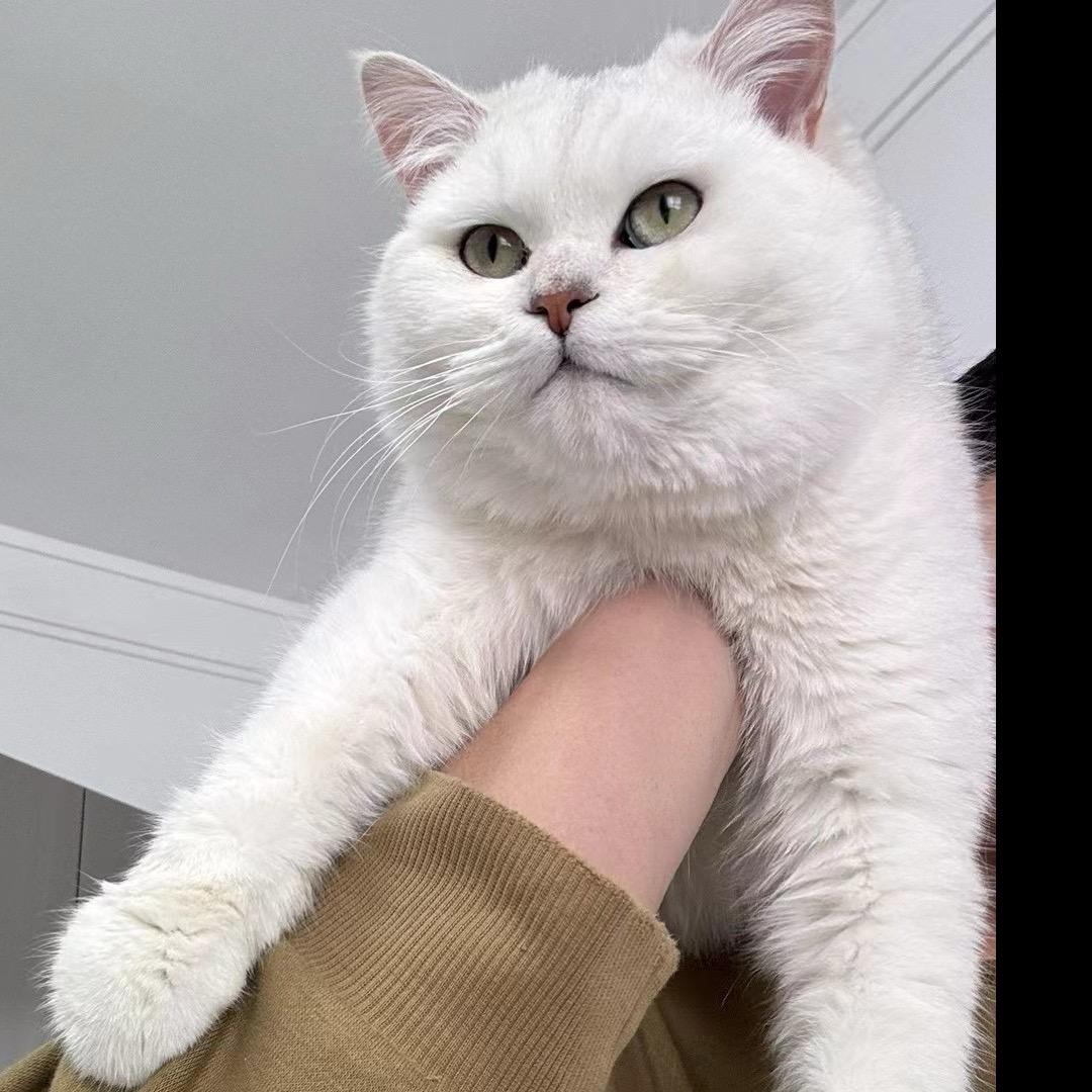 胡桃蛇