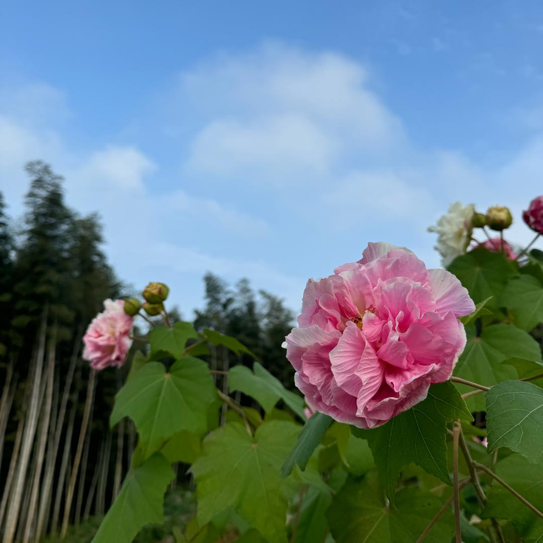 快乐的小马