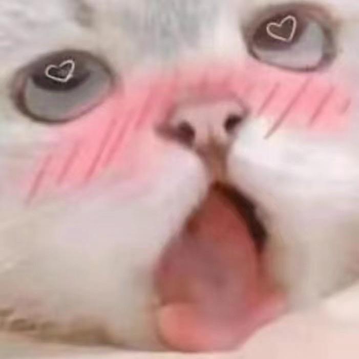 壹蜘蛛