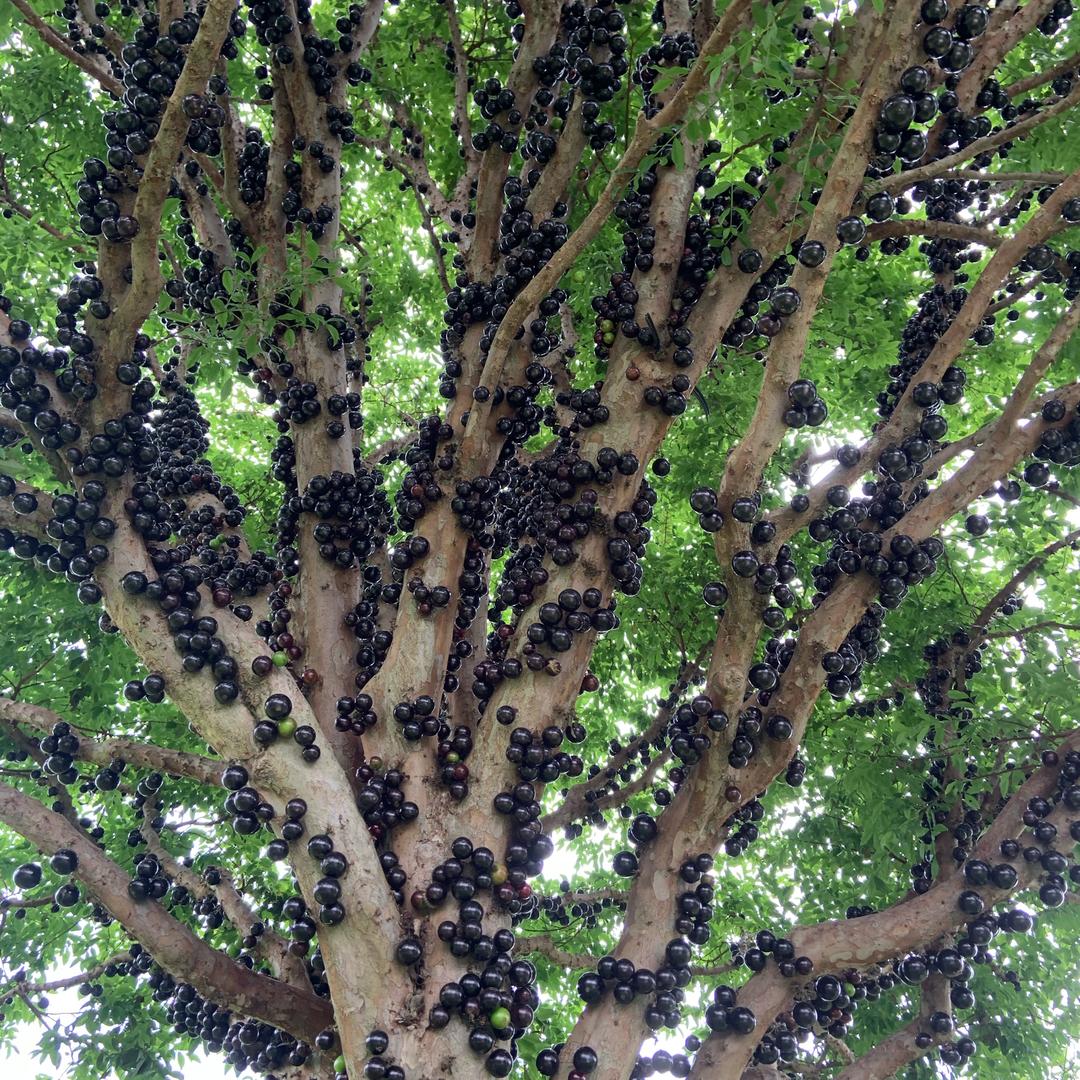 白水苗木（嘉宝果¥树葡萄）