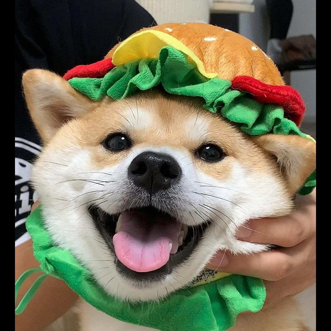 小易家柴犬社
