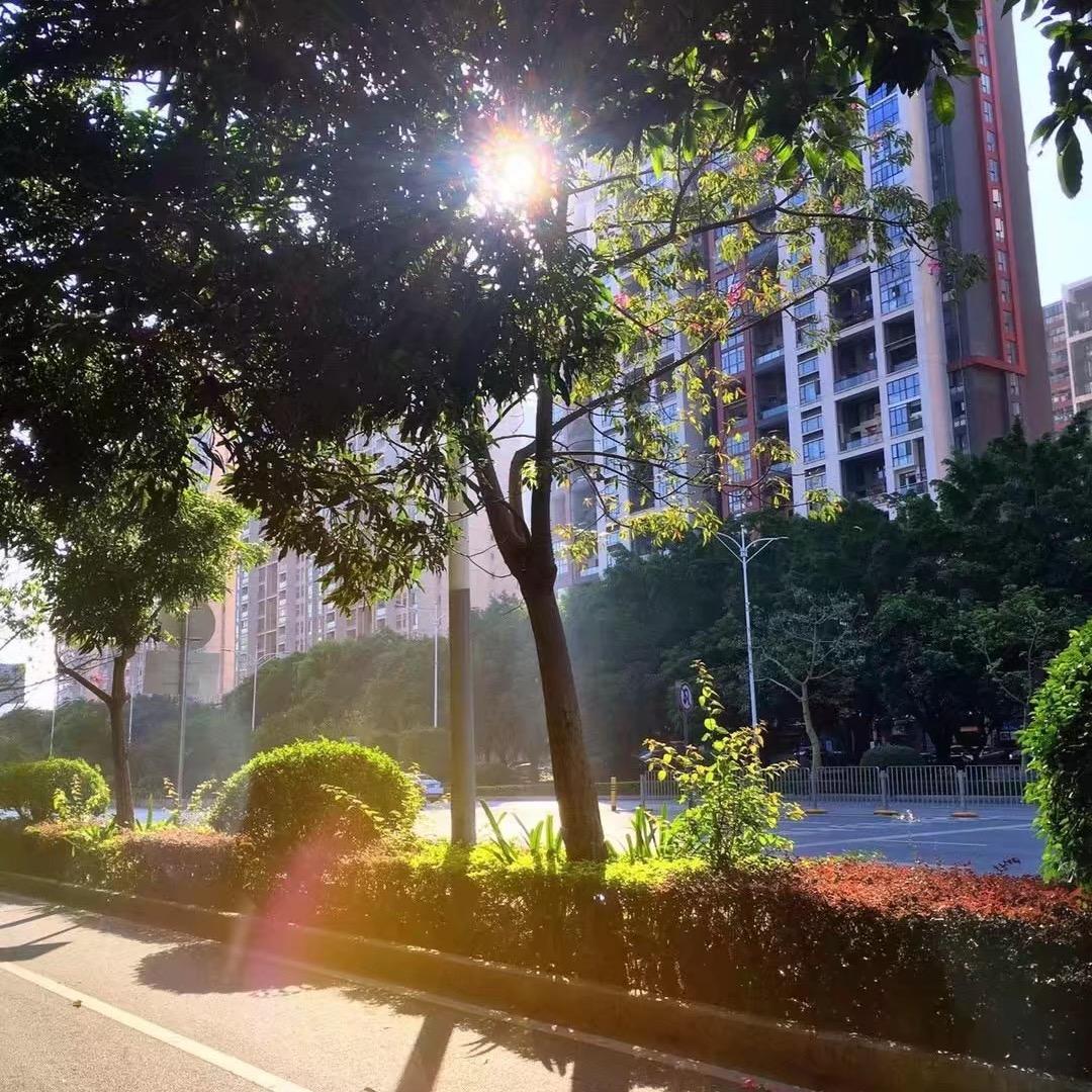 小椿