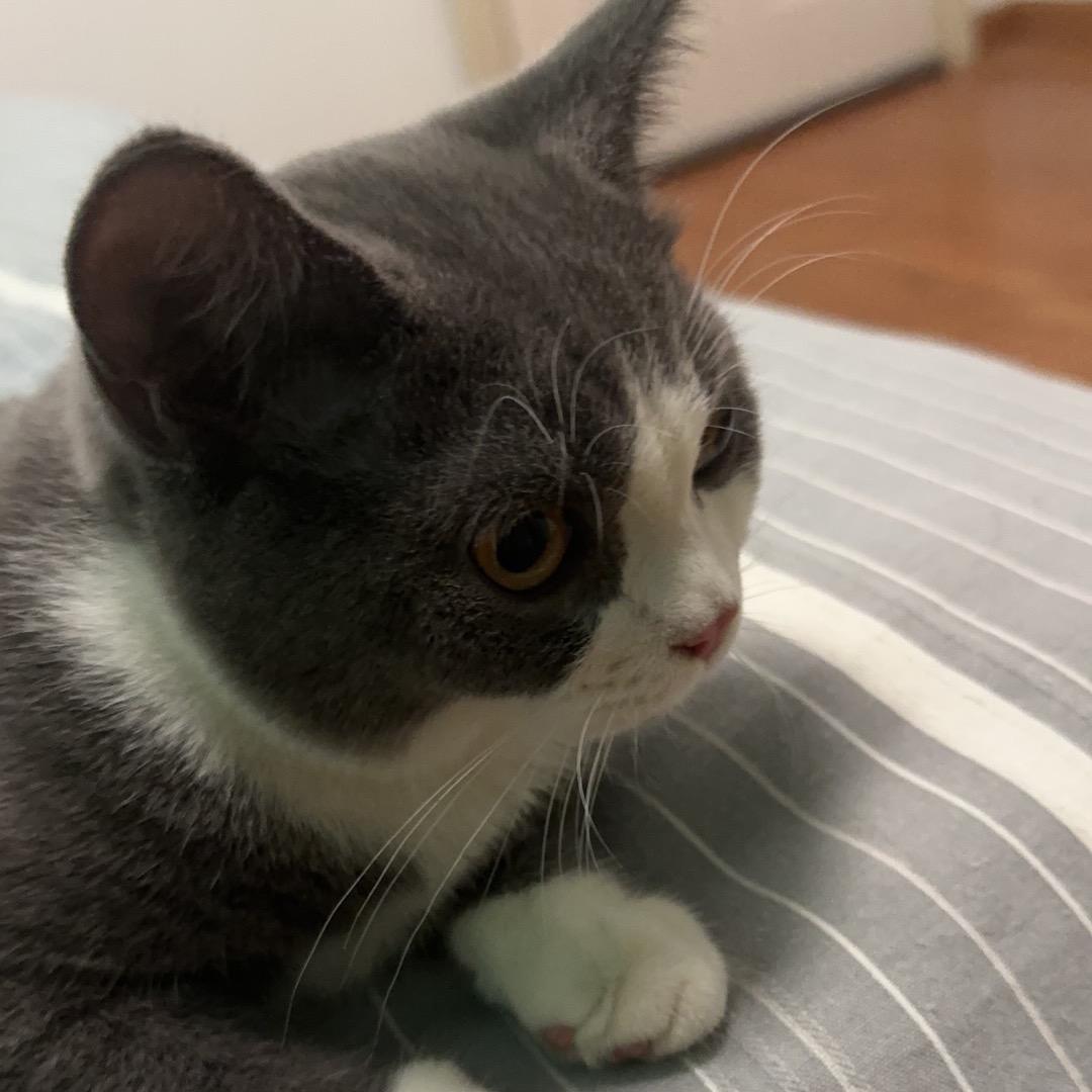 Doris