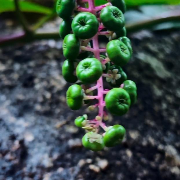 不梵百草经