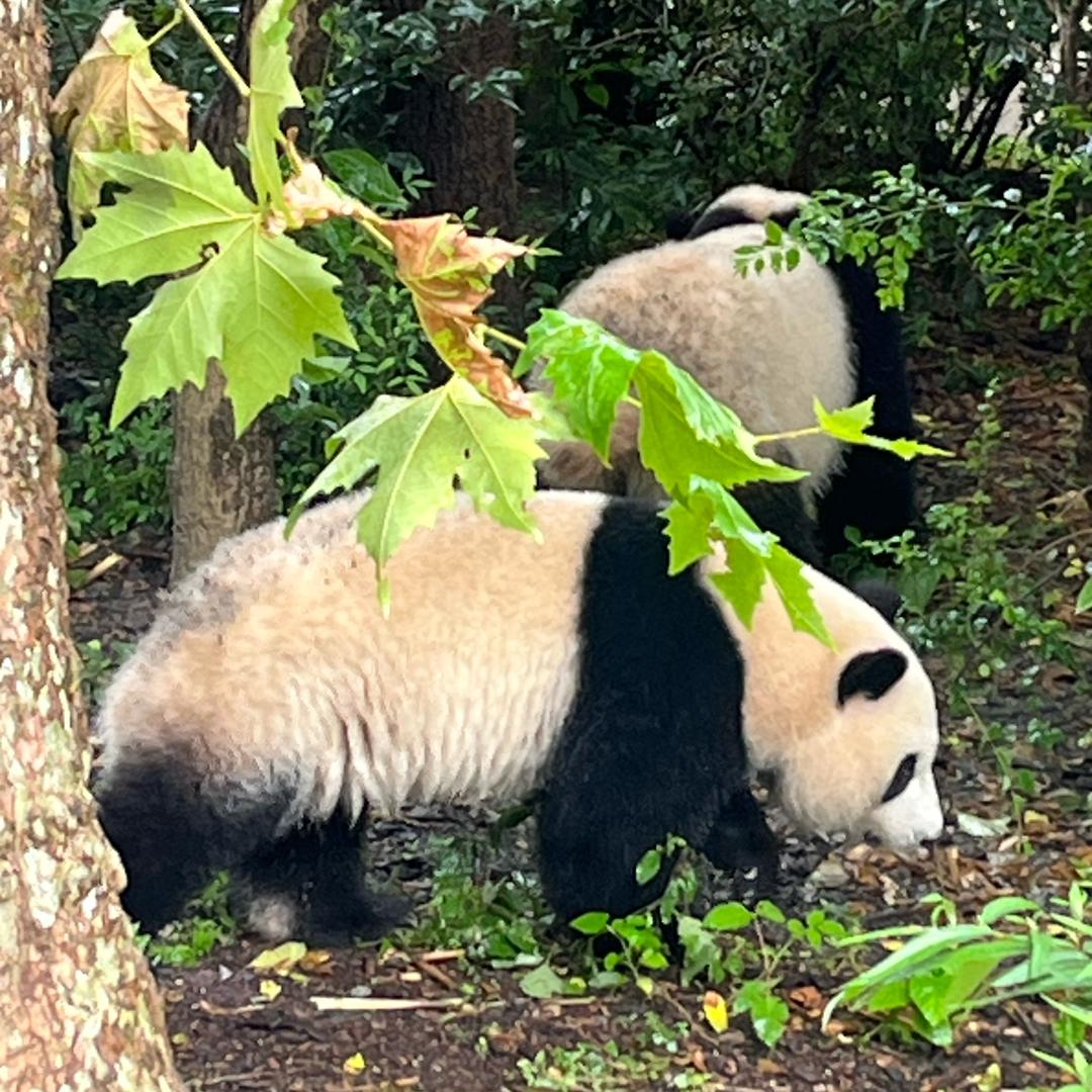 啵啵抱着的猫