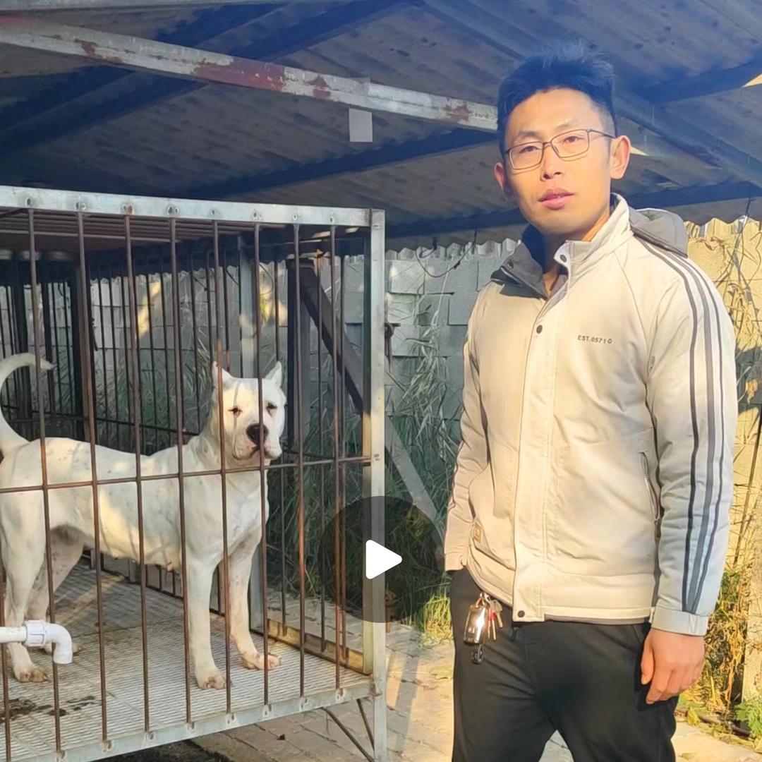 刀锋犬业