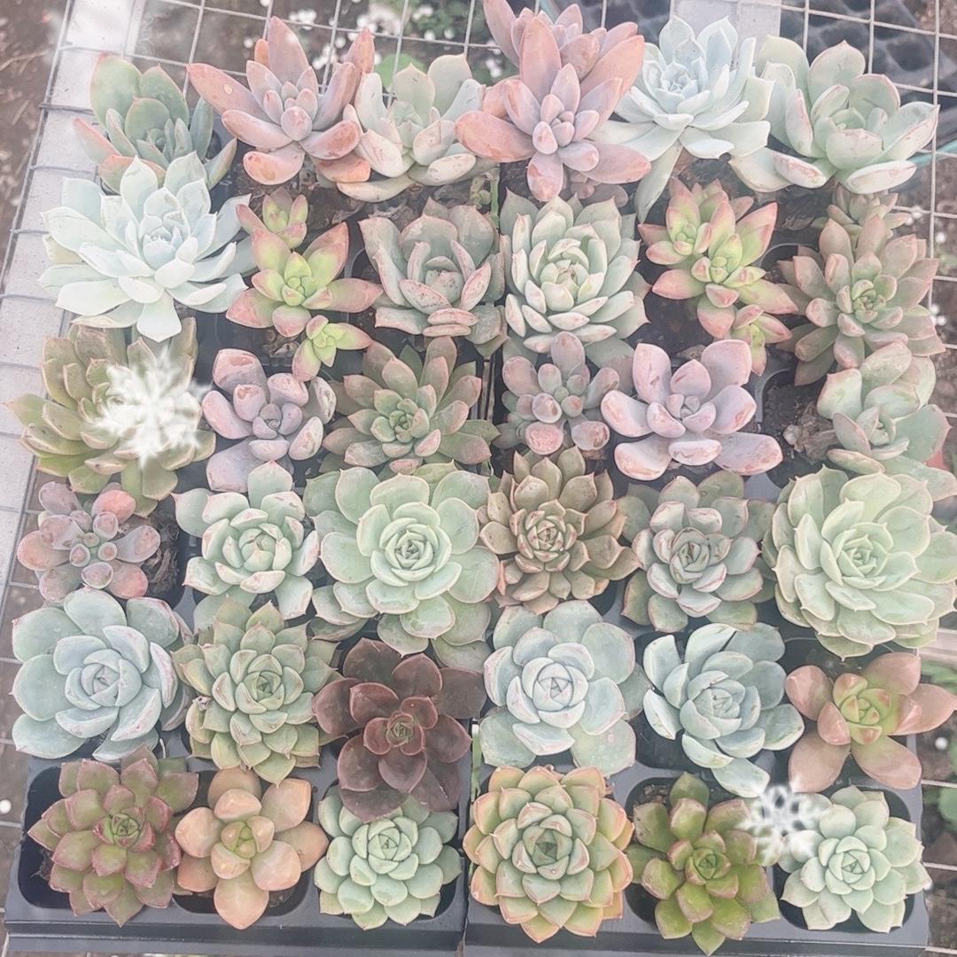 魔素汇景绿植专卖店