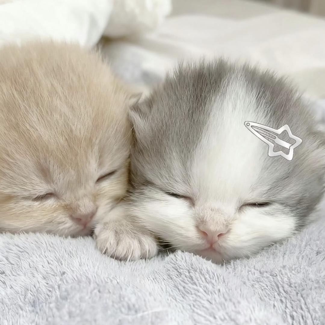 想念一个白小纯