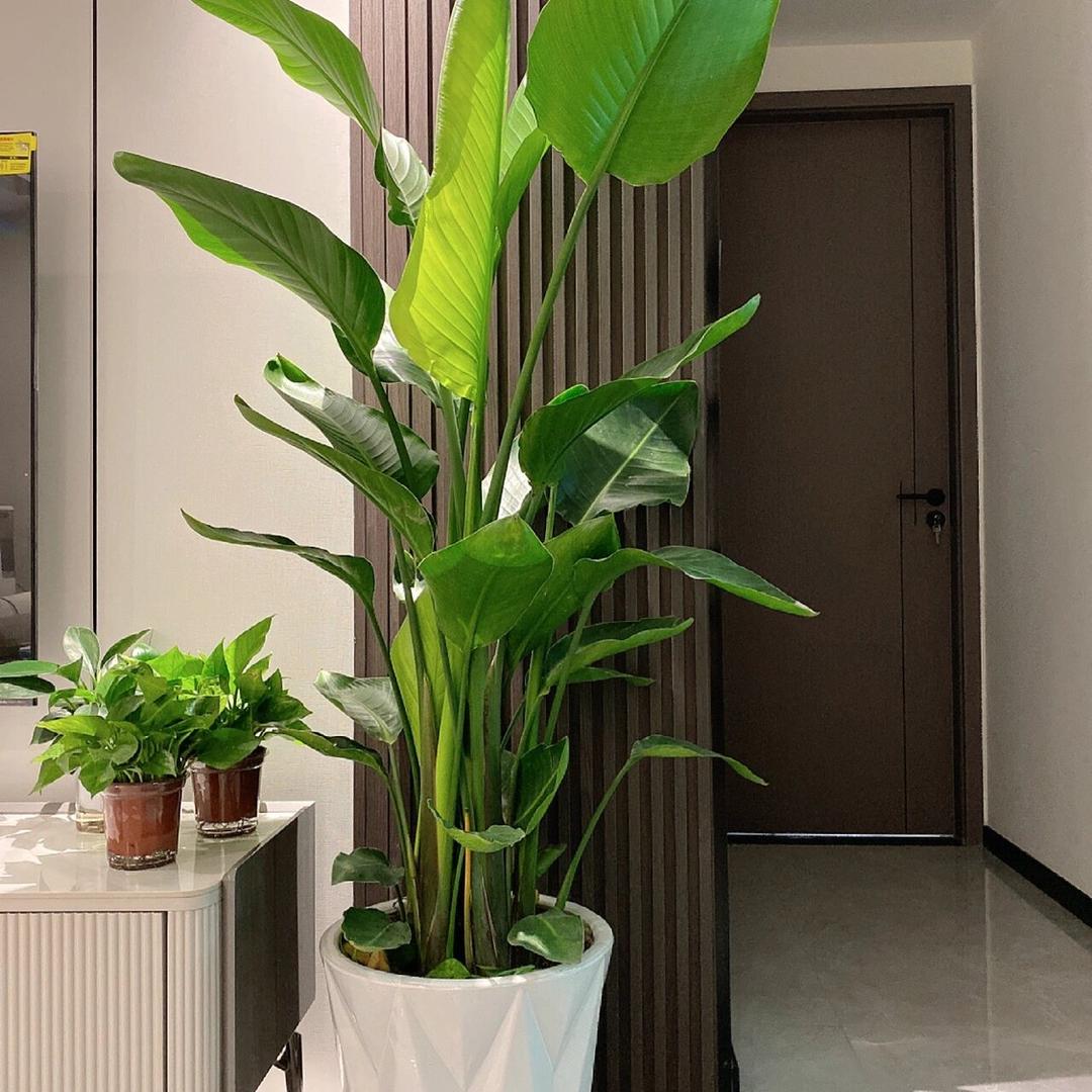 荣华绿植
