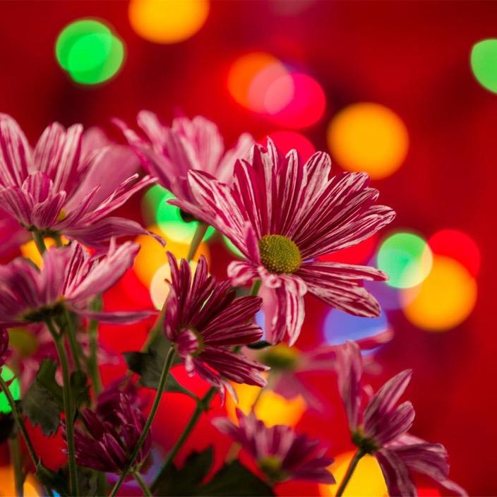 一路繁花🌹