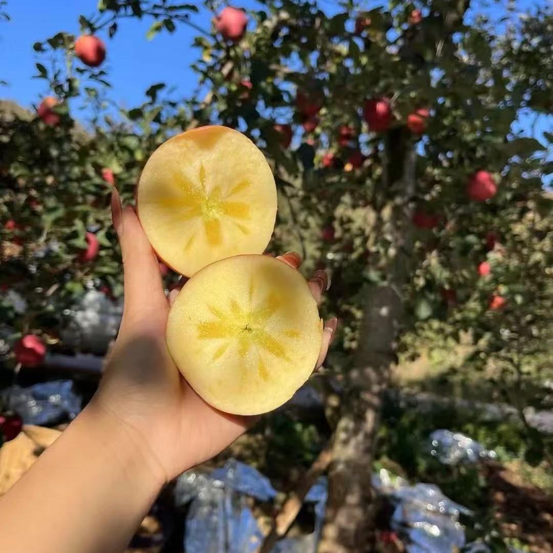 云南丑苹果基地