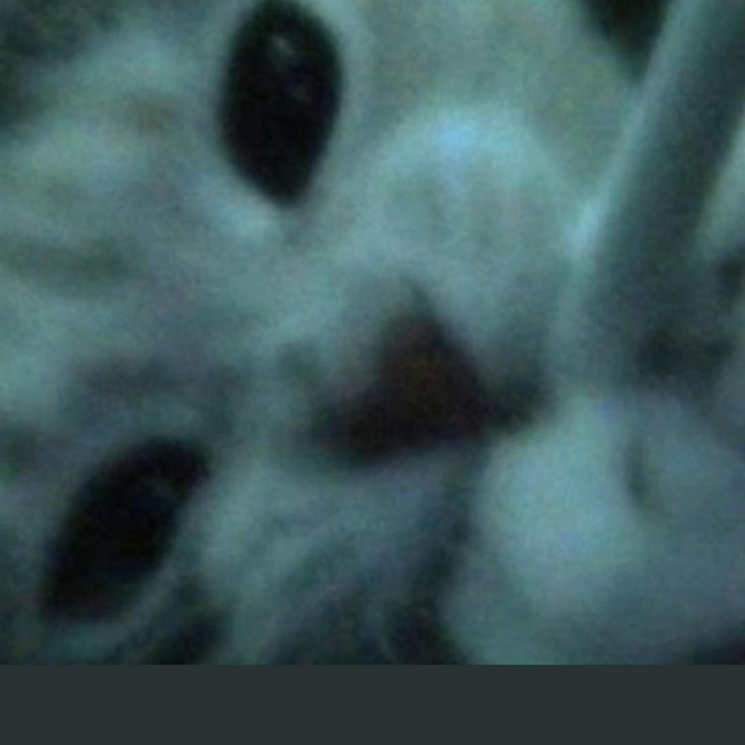 杨狗蛋.