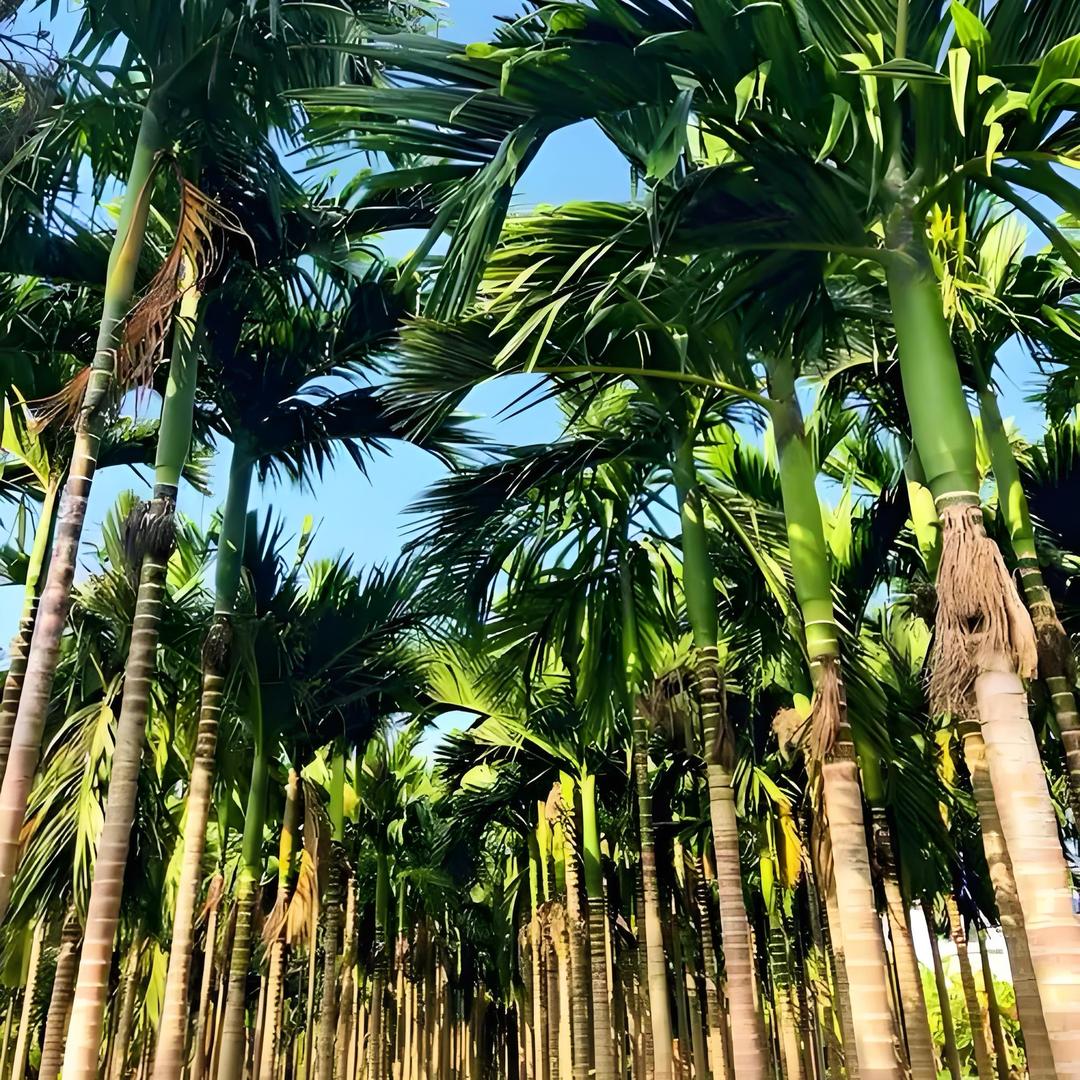 复翠®️微生物有机水肥