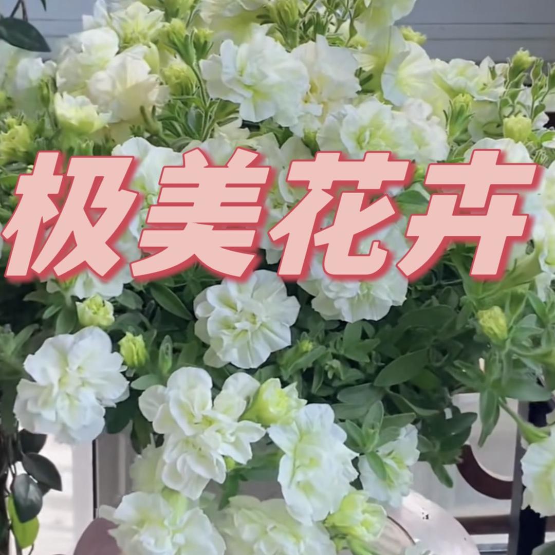 极美花卉