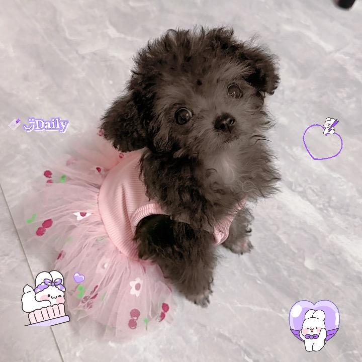 布丁🐶