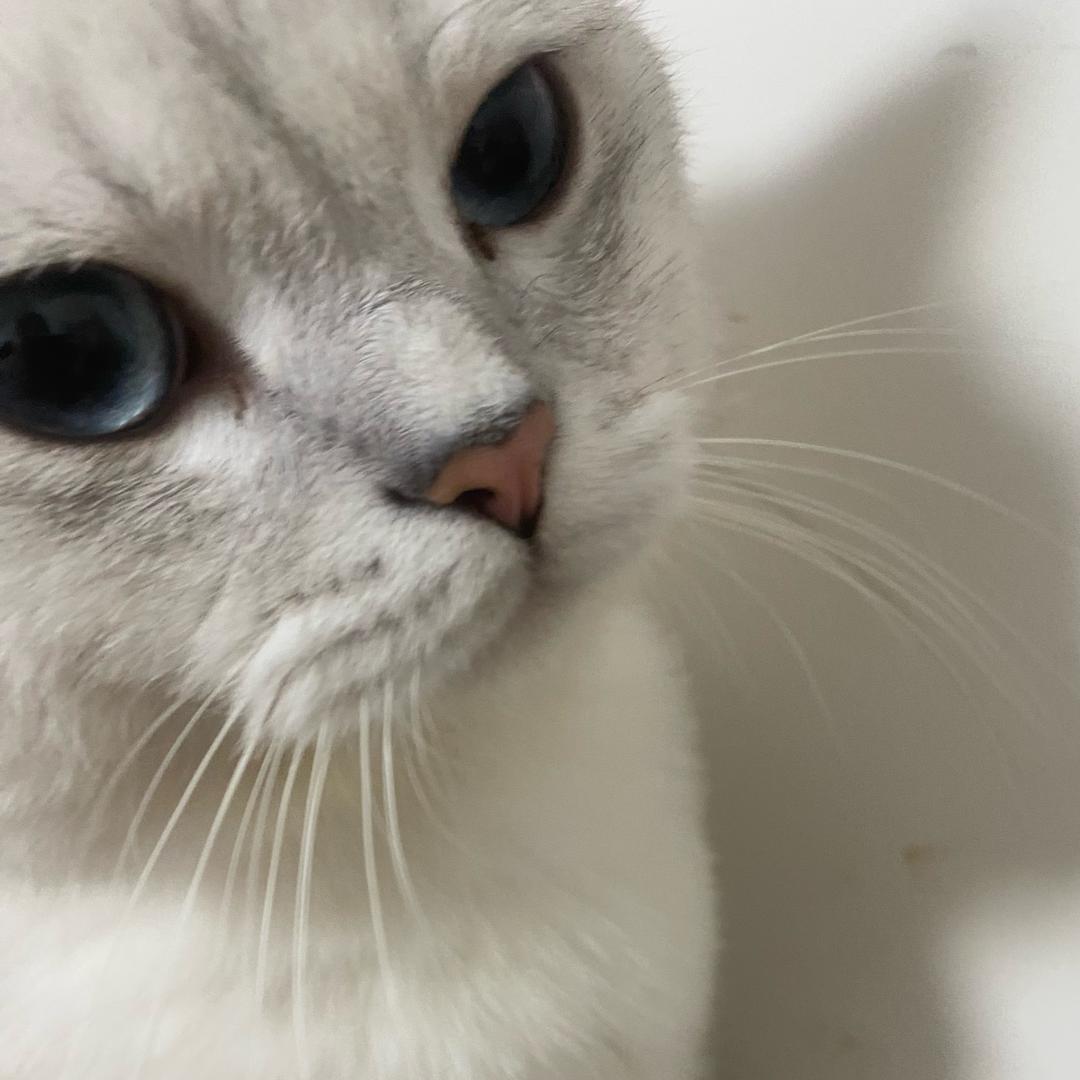咪咪