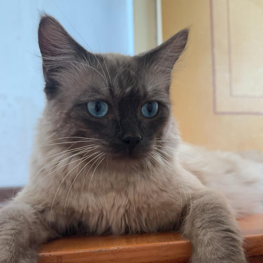 我的名字叫李小新