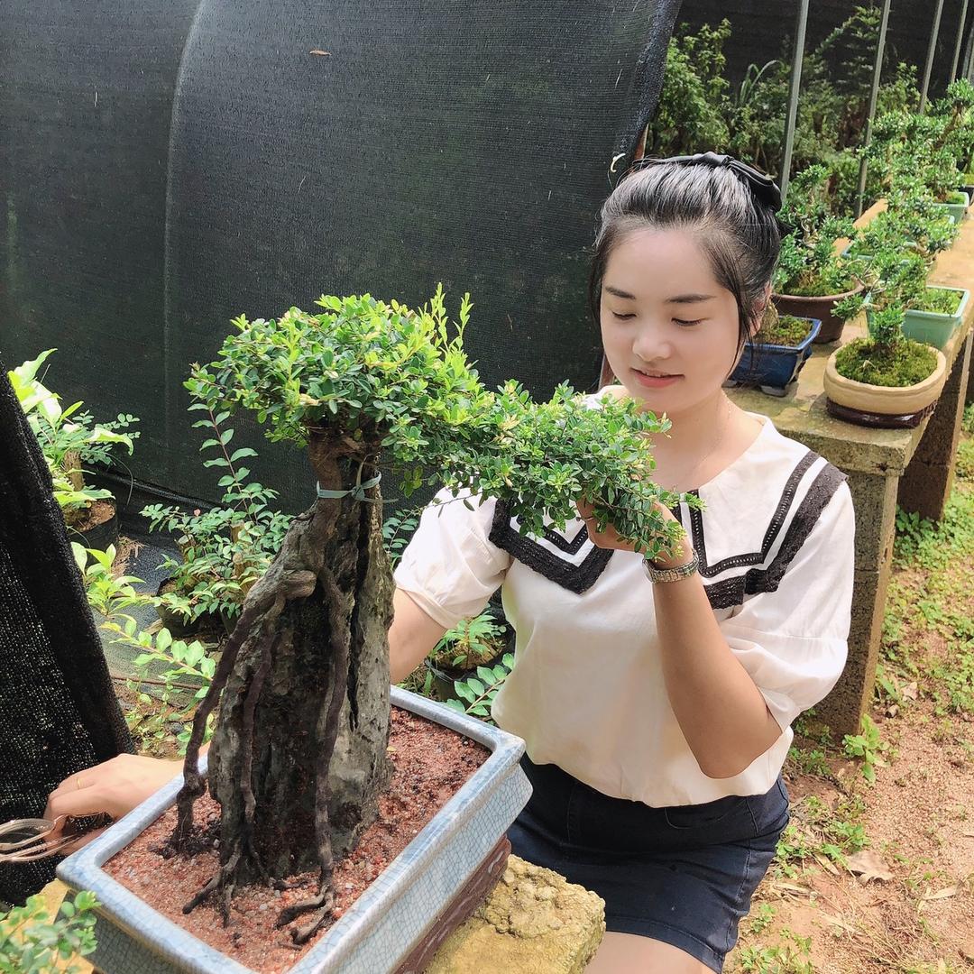 80奔跑者盆景园艺