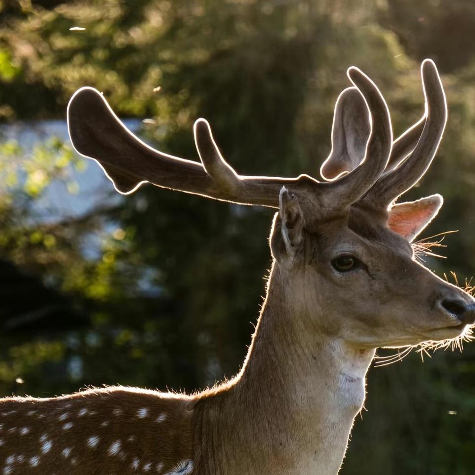 长白山吉茻鹿业
