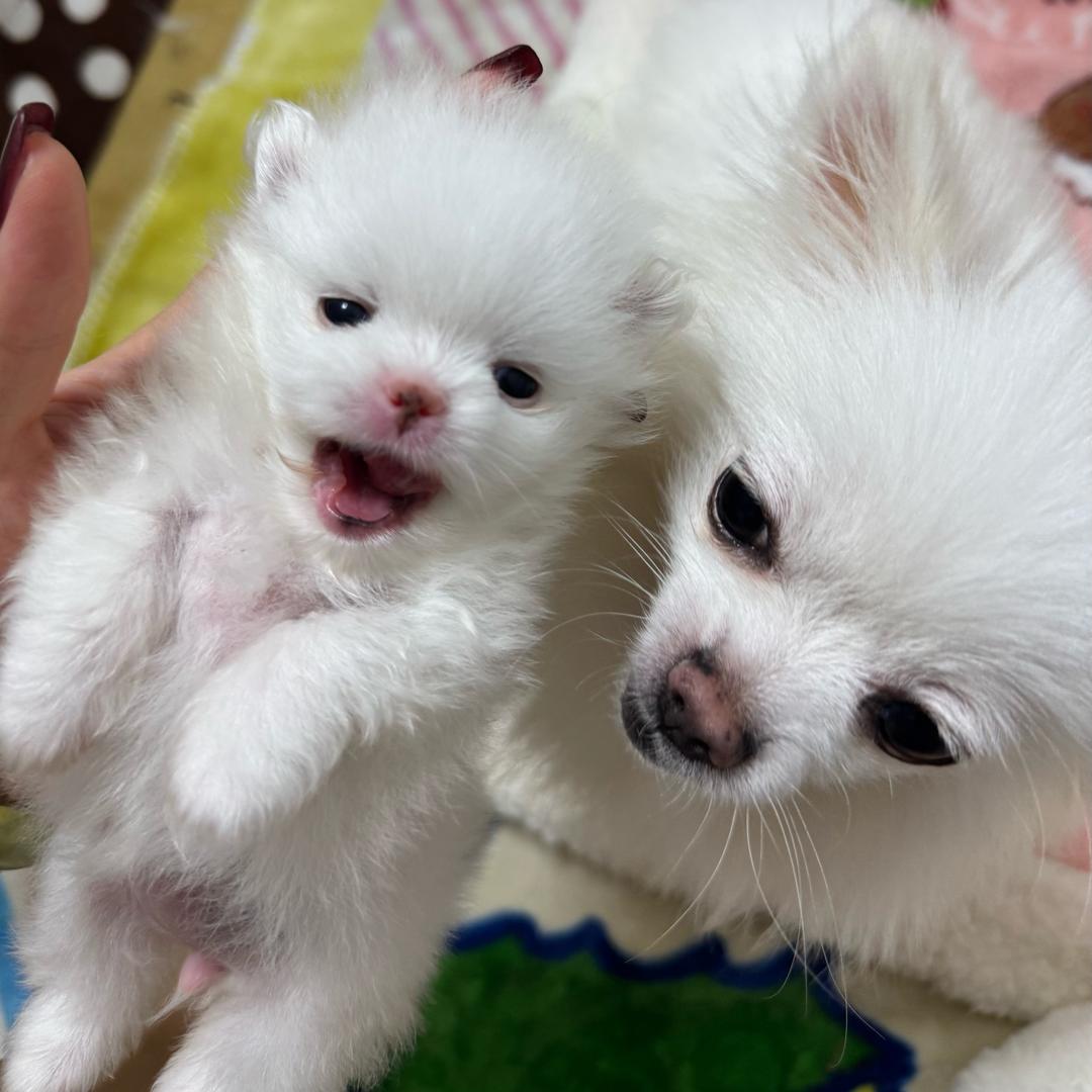 波妞的哈基米。🦄