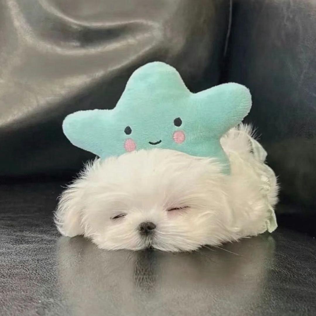 失眠小张.