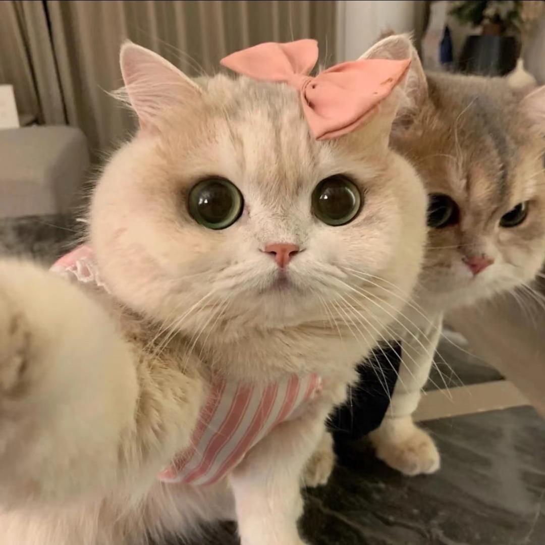 一只豆包包🐈