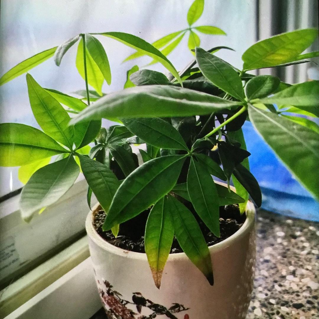 天空尉篮