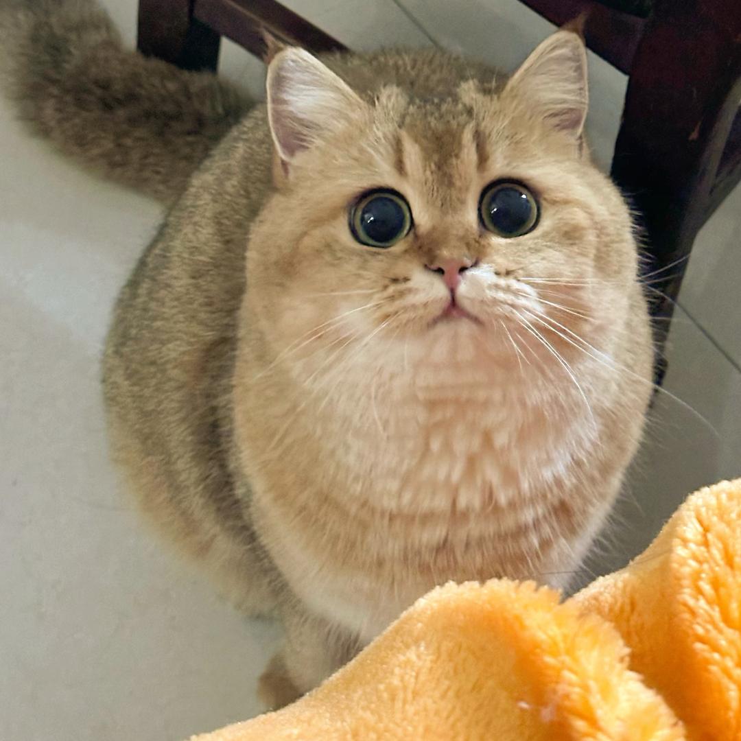 刘鸟鸟不是鸟♡