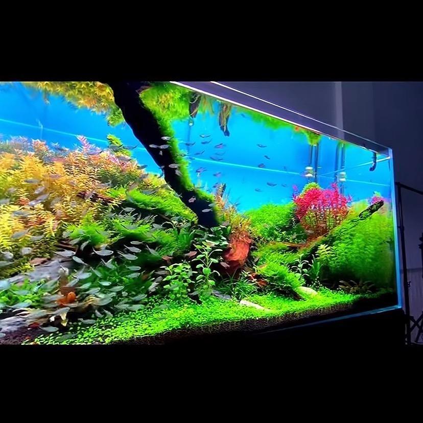 山涧草屿景观水族