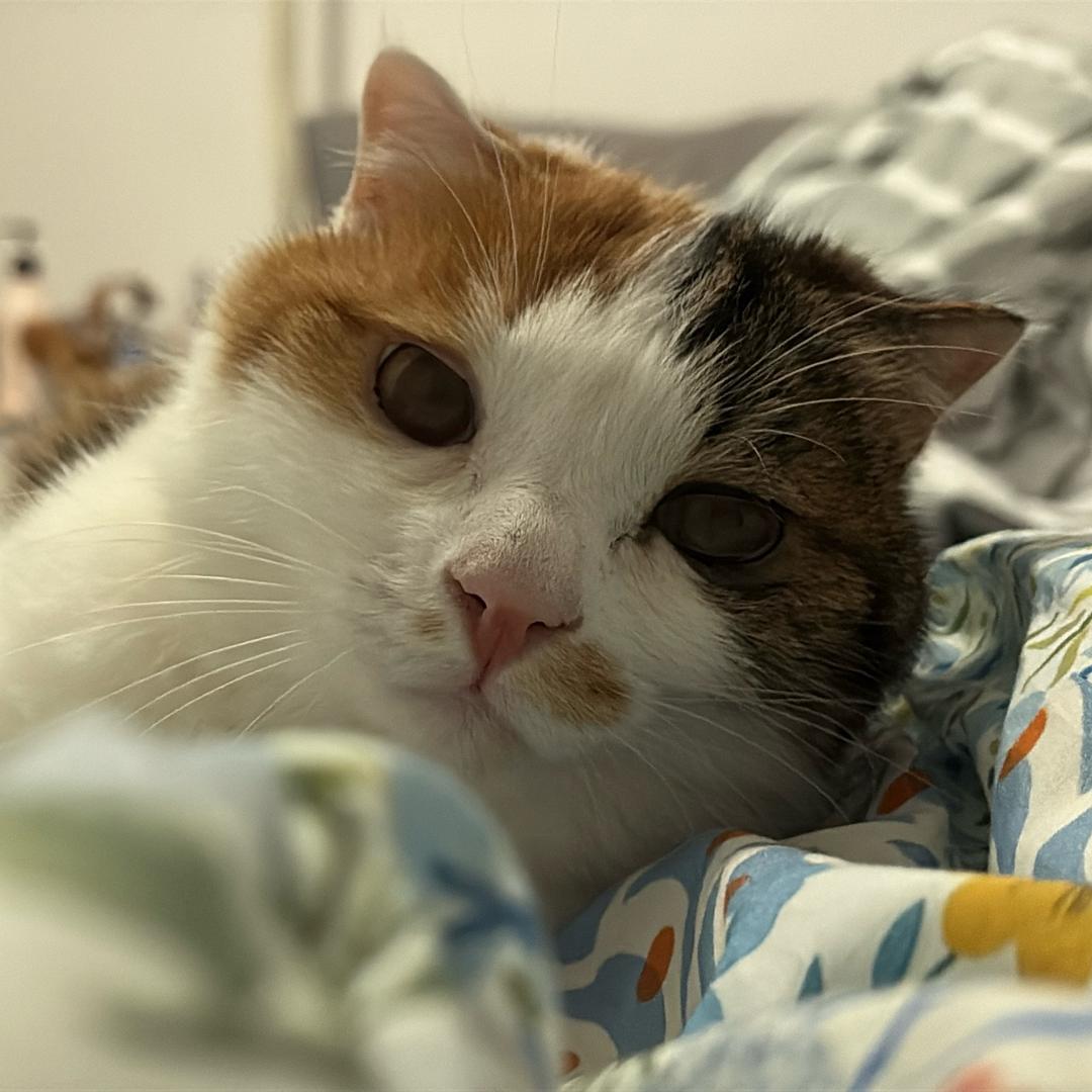 狼心狗肺猪肾人腰