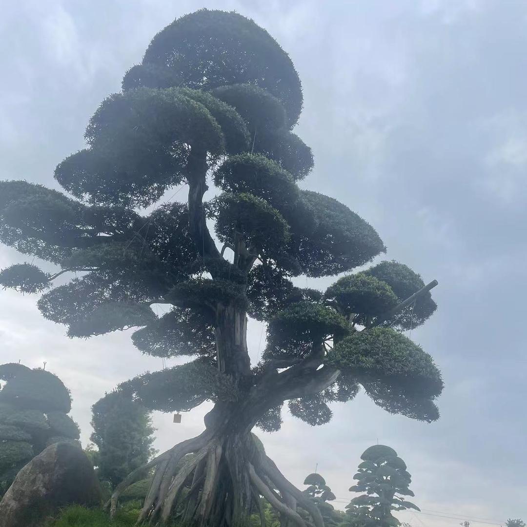 柏然绿植园艺