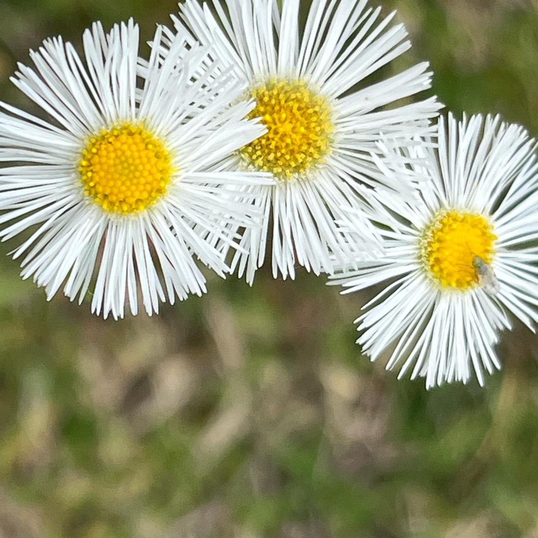 Syf1937246
