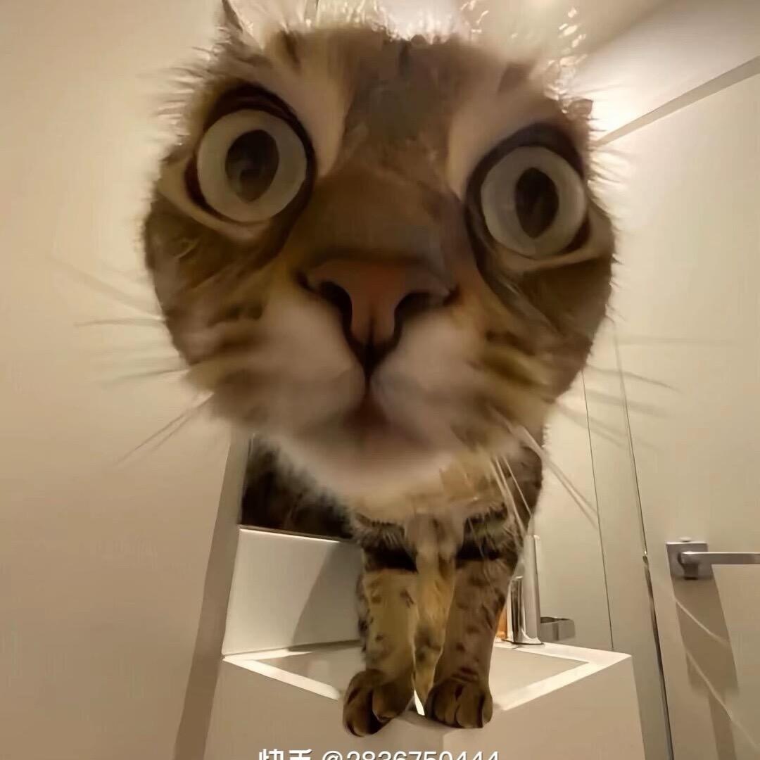 hallo77