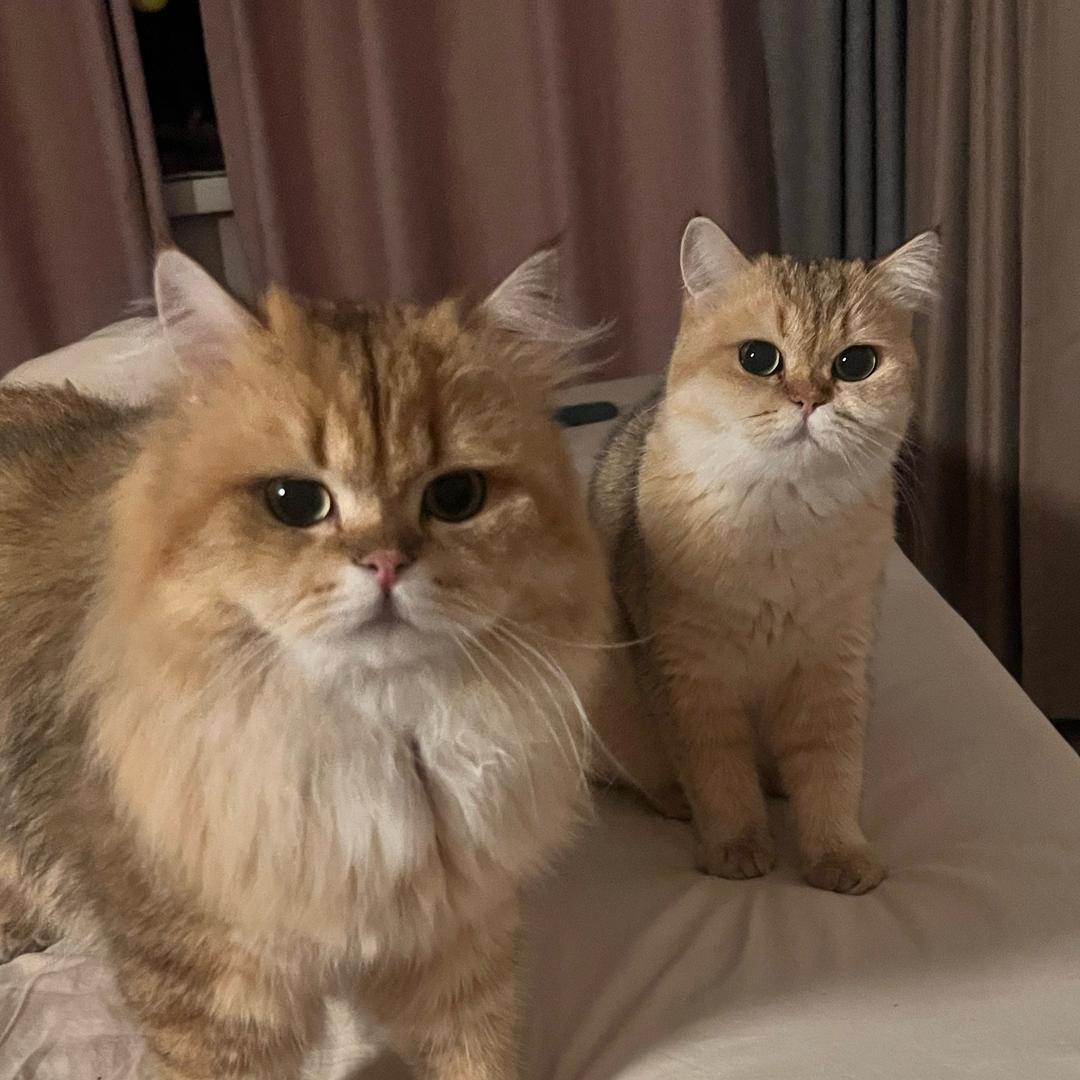 丁丁塔塔和夏天猪