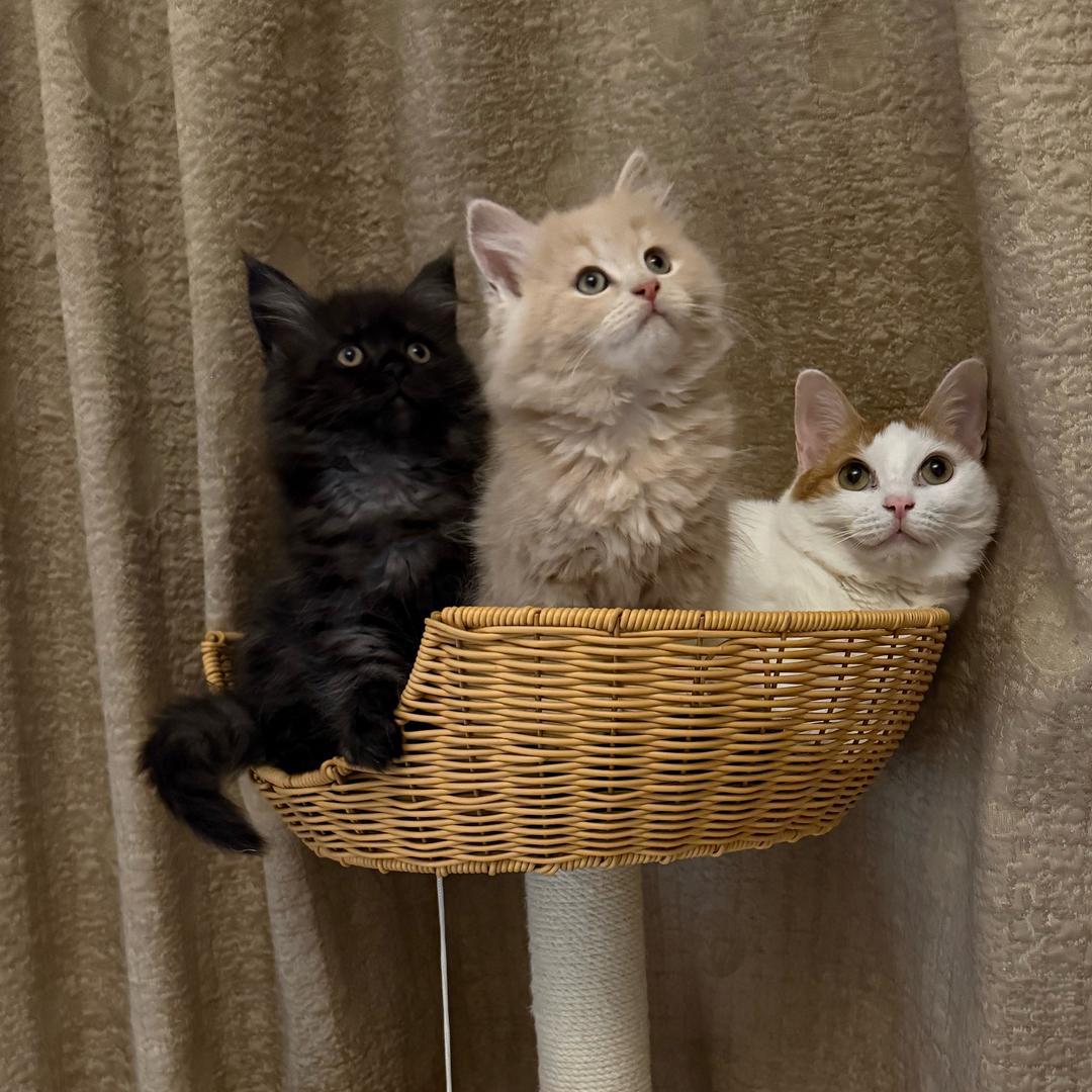 奶油芝麻巧克力球小笼虎团