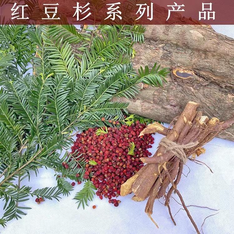 红豆杉木头果根皮