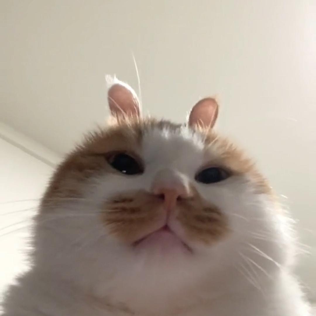 藏海