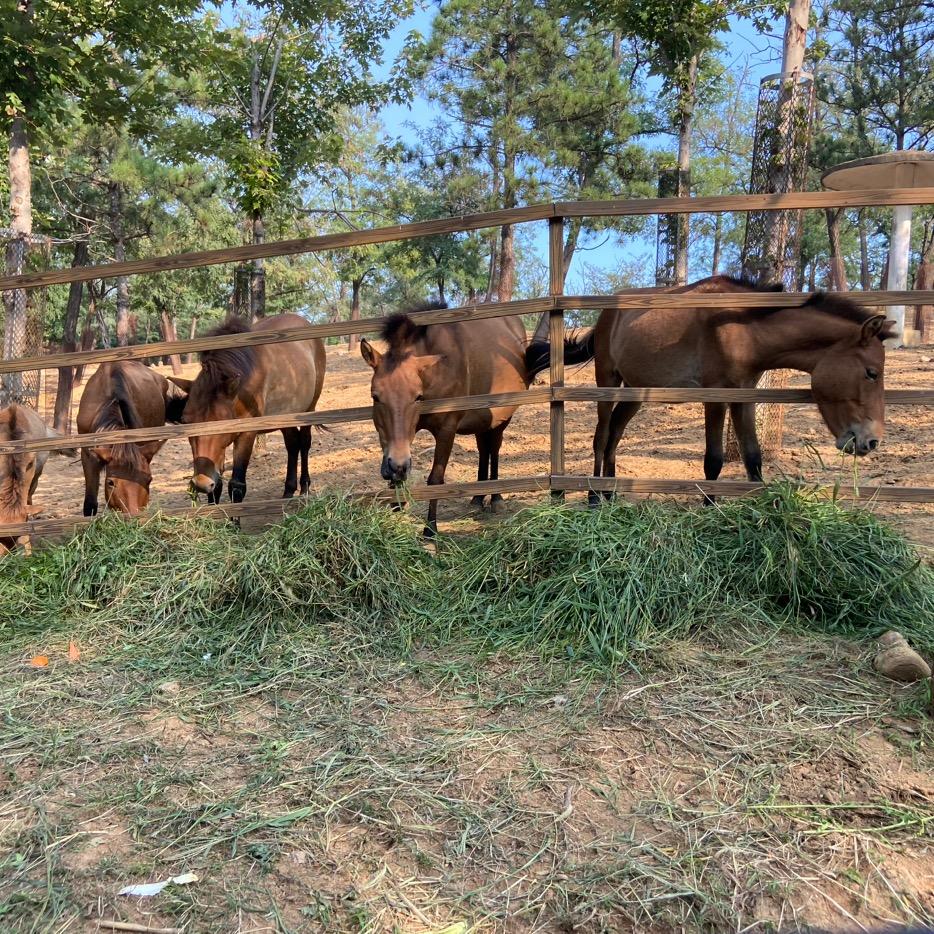 生态城教育咨询 粒粒Lin