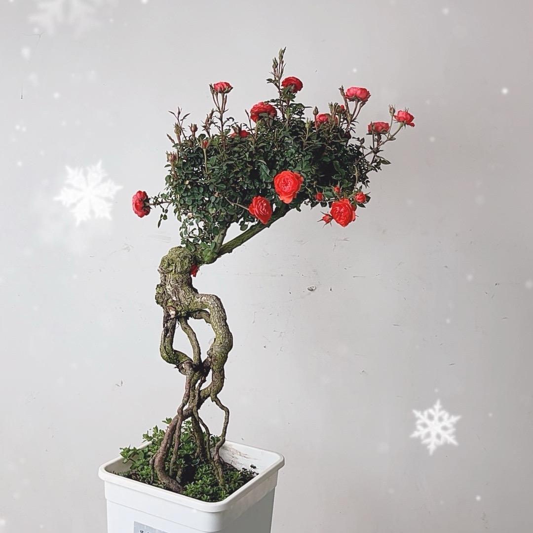 花仙屋绿植花卉