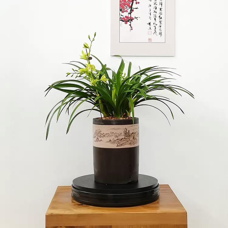 骆驼带你玩花卉