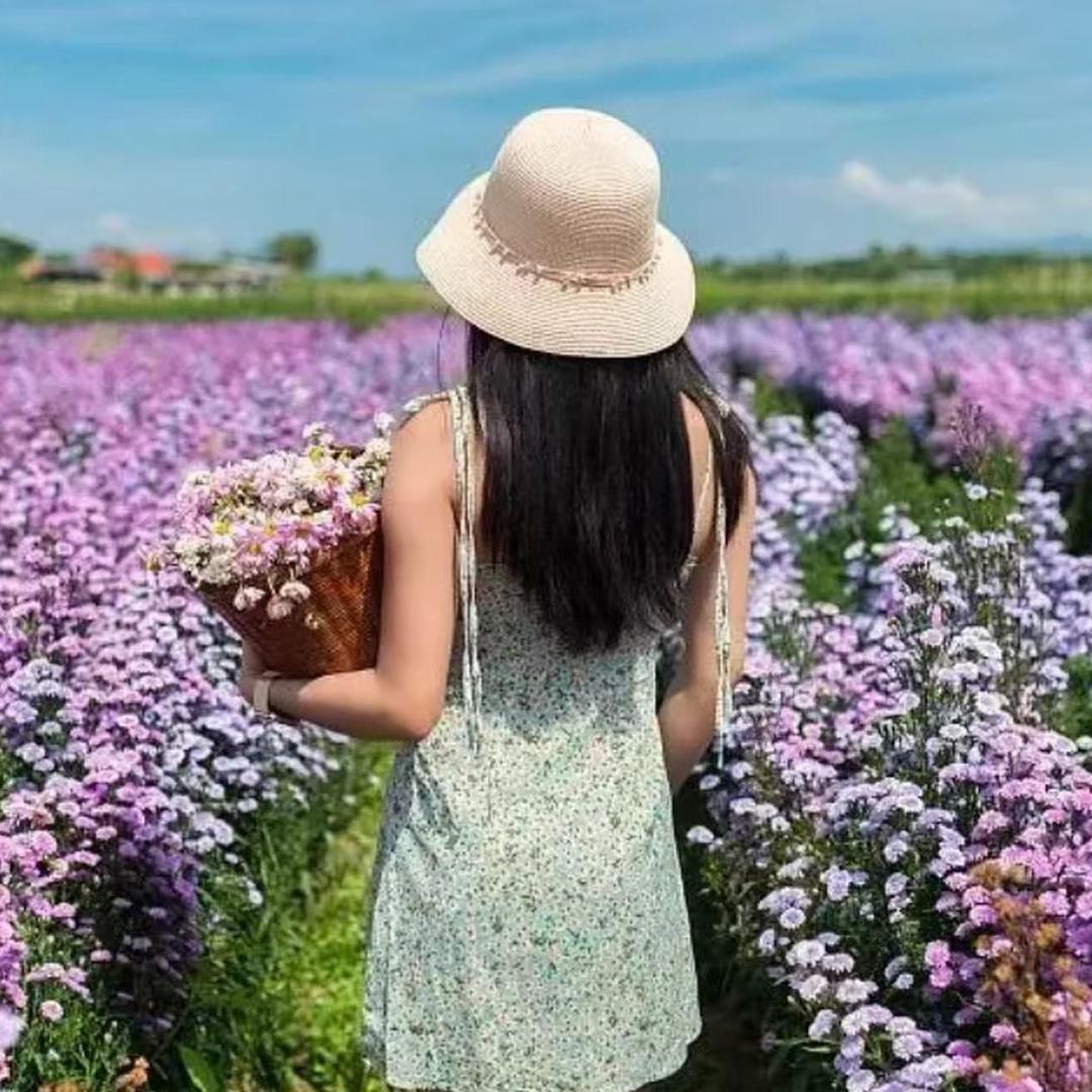 半夏的风