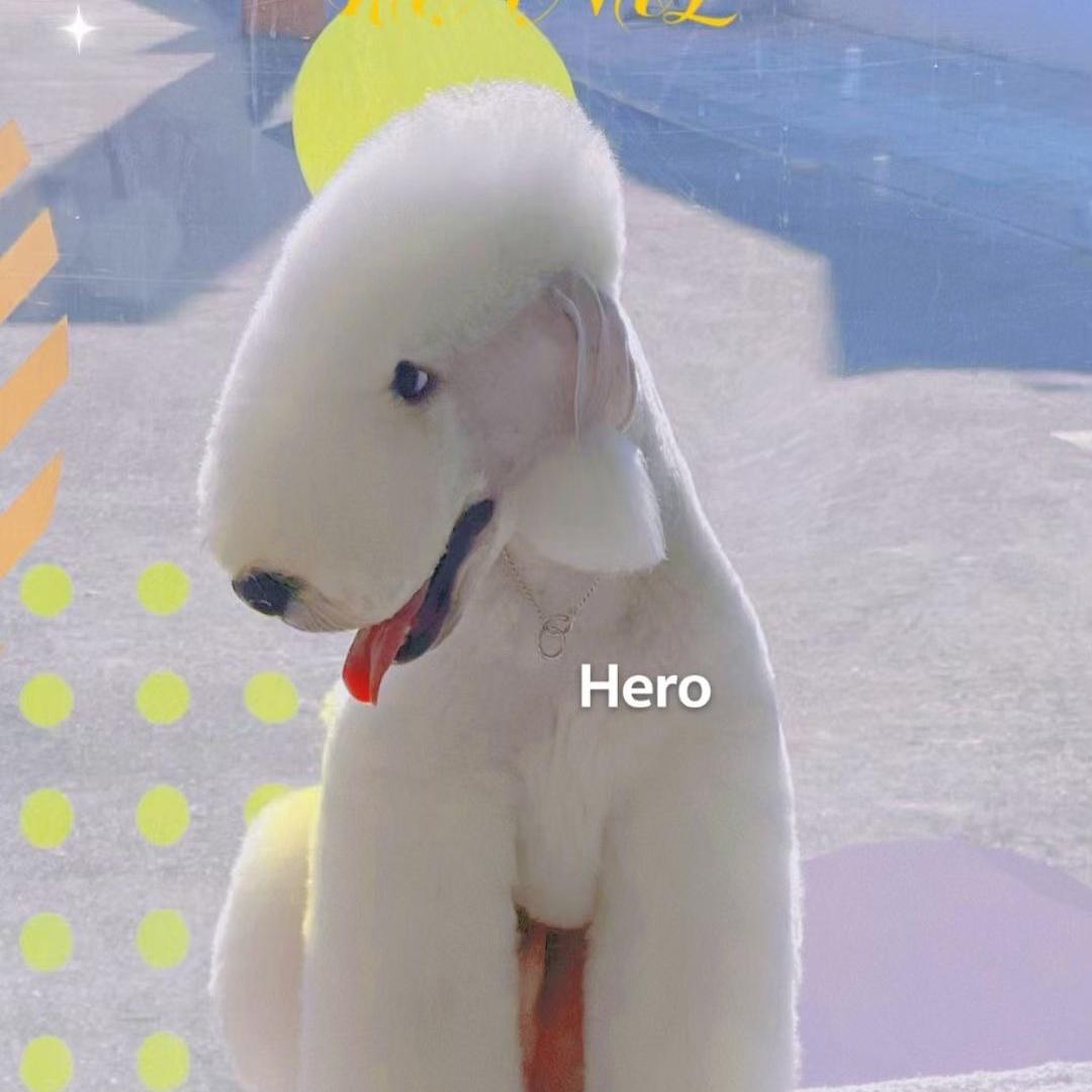 昆明来萌宠物美容技能咨询