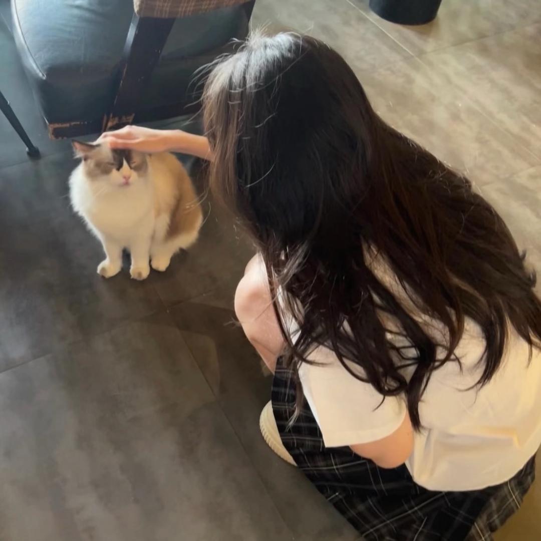 不忧郁的一只羊