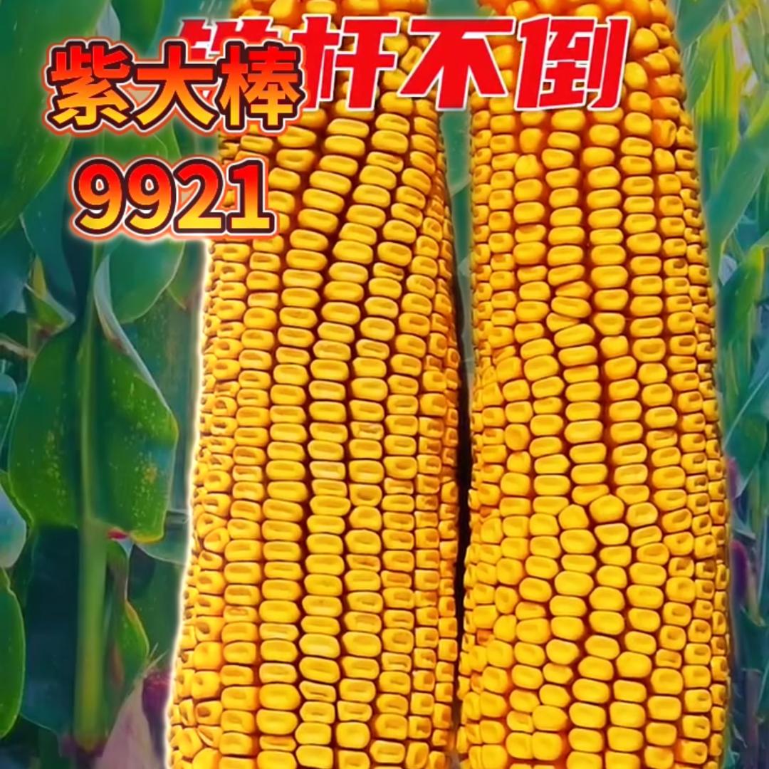 玉米娇娇